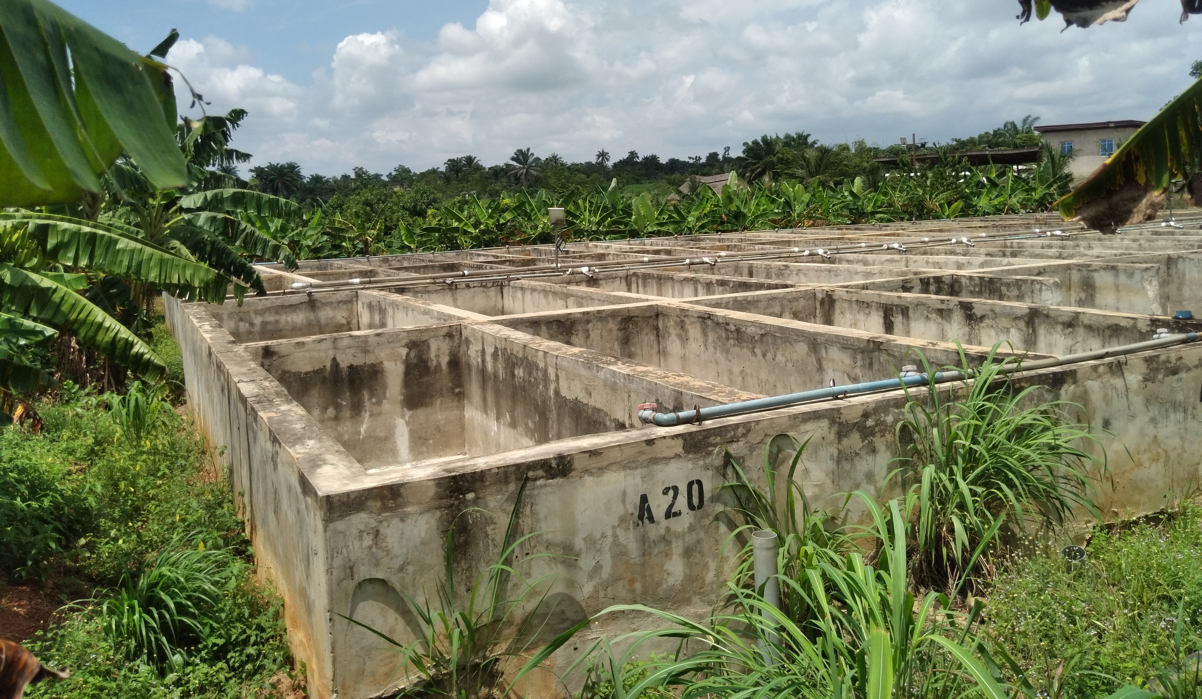 chinyere-farms-mechanized-fish