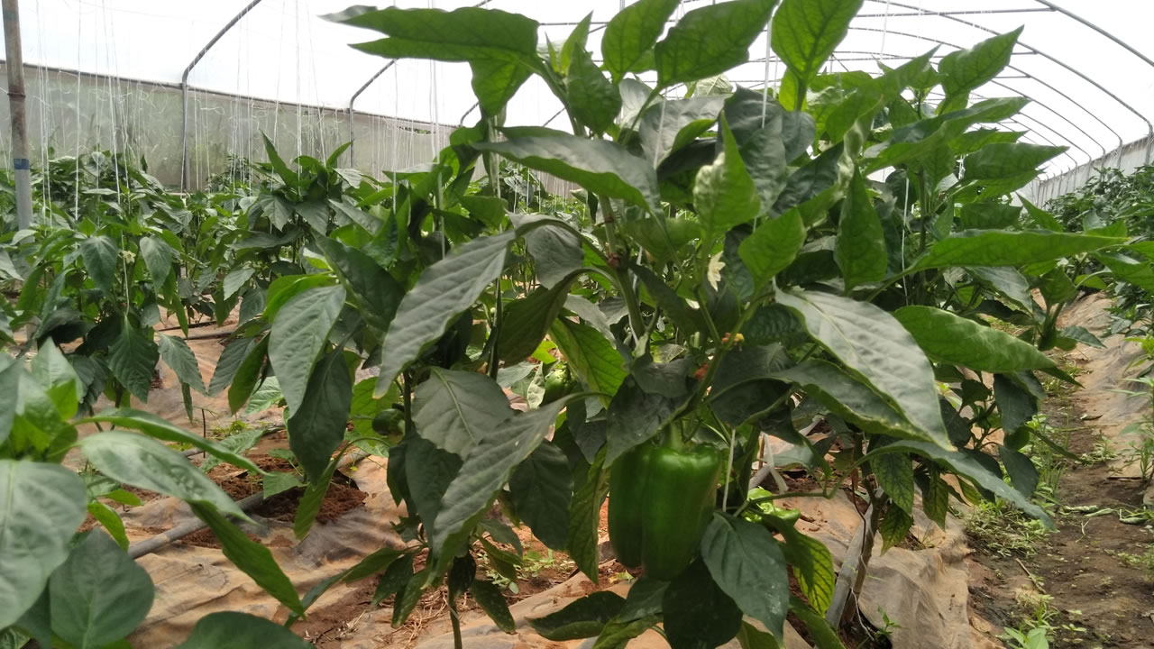 chinyere_agro_green_house-bell-pepper