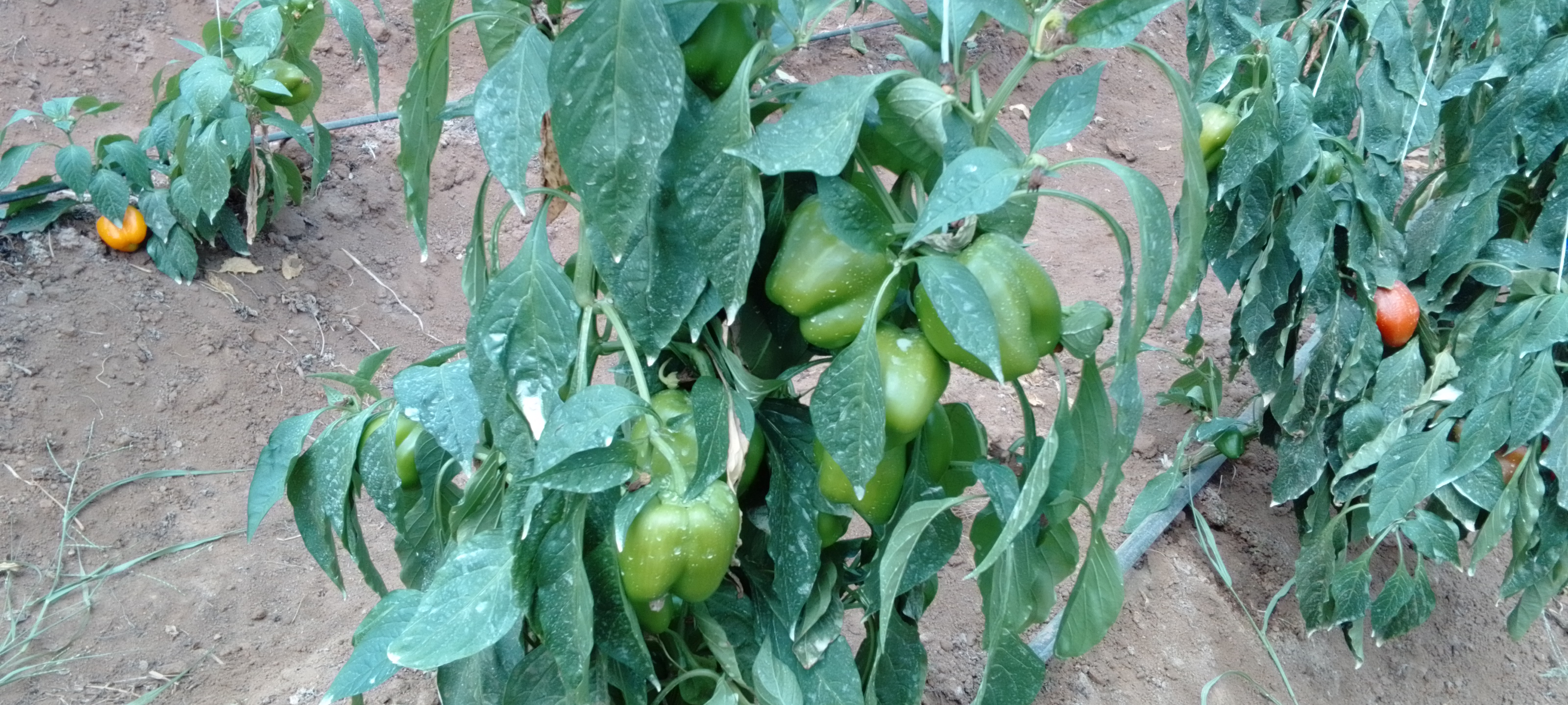 chinyere-farms-greenhouse-bell-pepper2