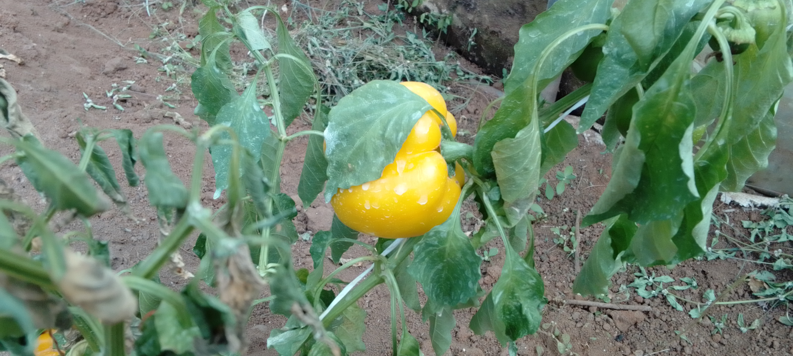 chinyere-farms-greenhouse-bell-pepper3