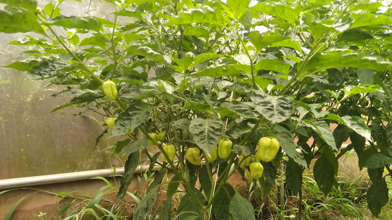 chinyere-farms-greenhouse-tomatoes-habanero-pepper-ose-nsukka