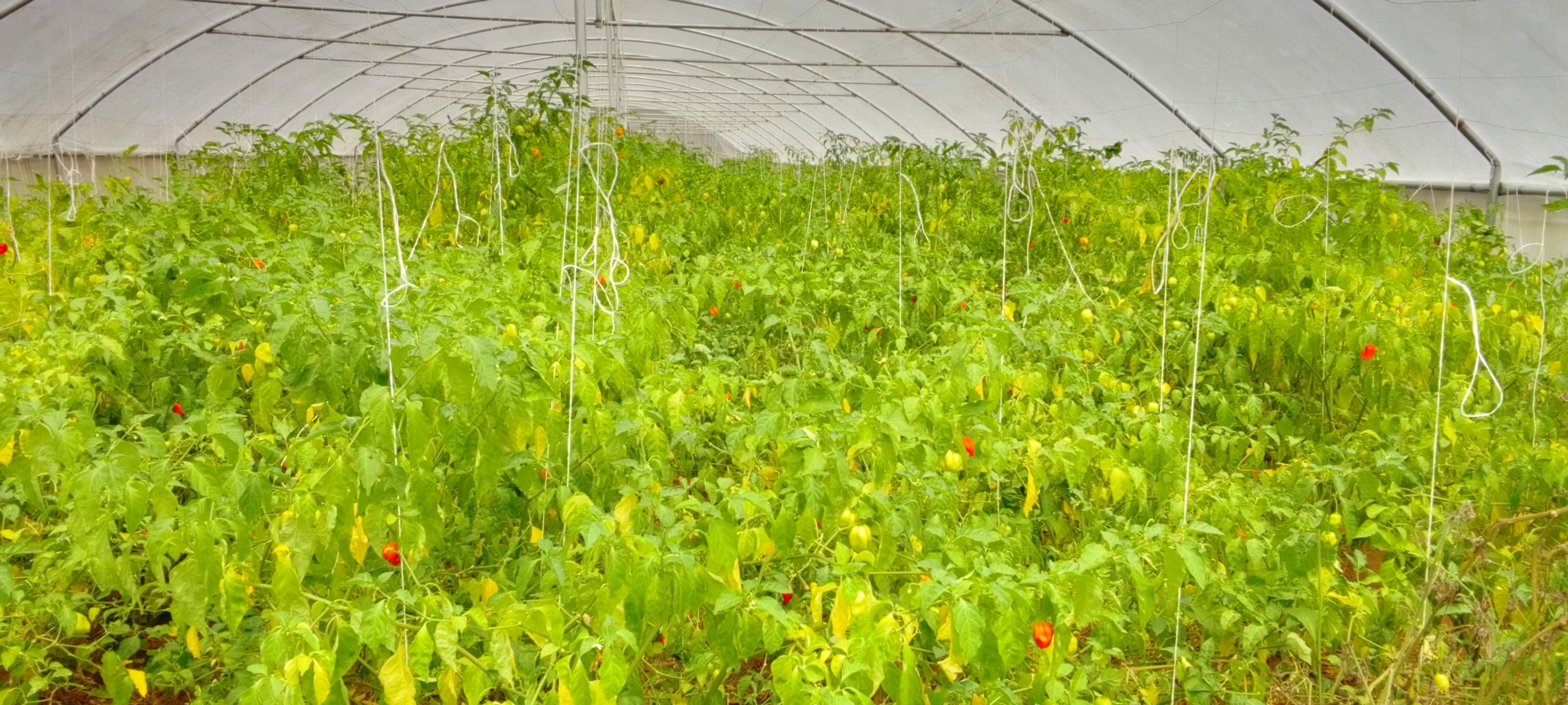 chinyere-farms-greenhouse-tomatoes-habanero-pepper-ose-nsukka2