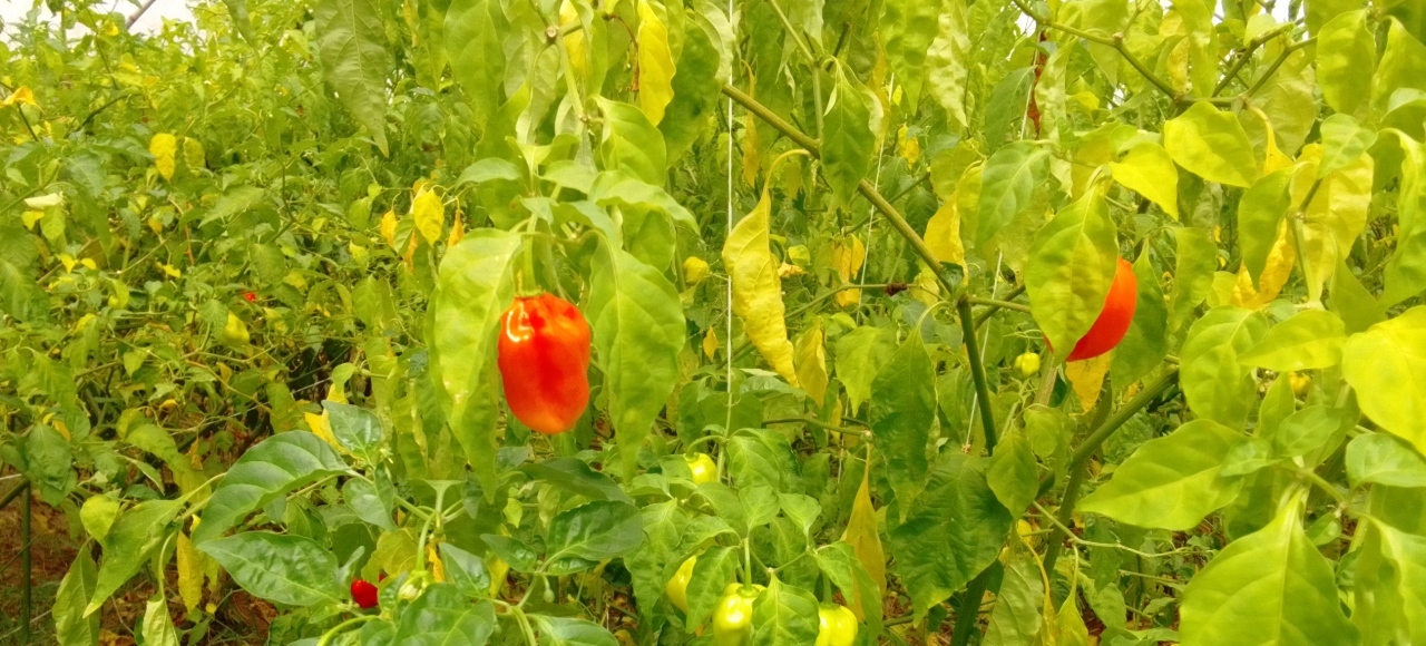 chinyere-farms-greenhouse-tomatoes-habanero-pepper-ose-nsukka2