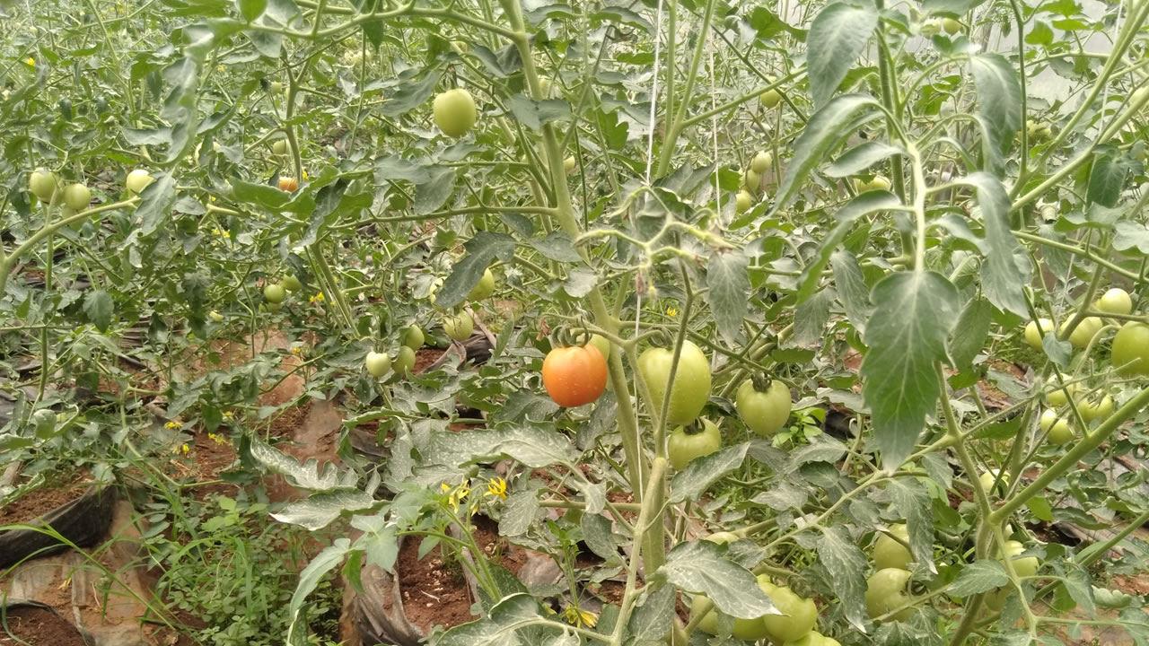 chinyere_agro_green_house-tomatoes