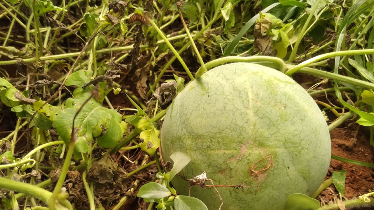 chinyere-farms-greenhouse-watermelon