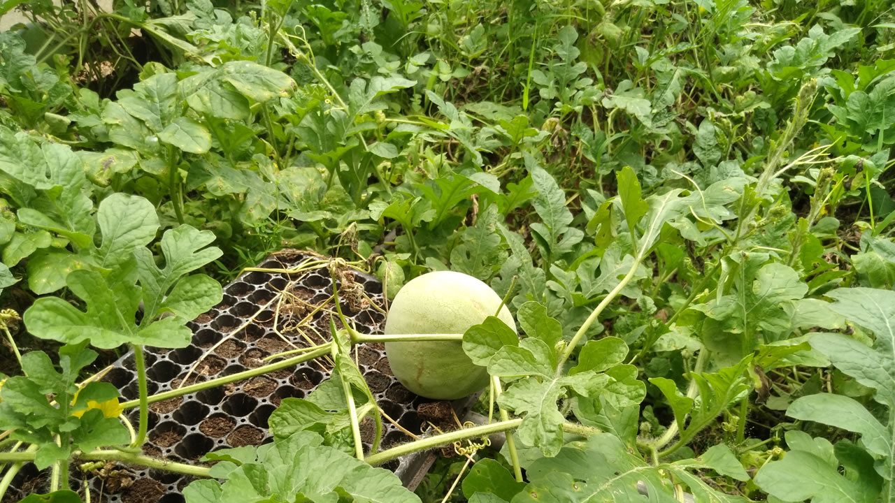 chinyere-farms-greenhouse-watermelon