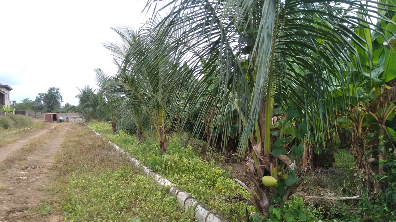 chinyere-farms-mechanized-coconut