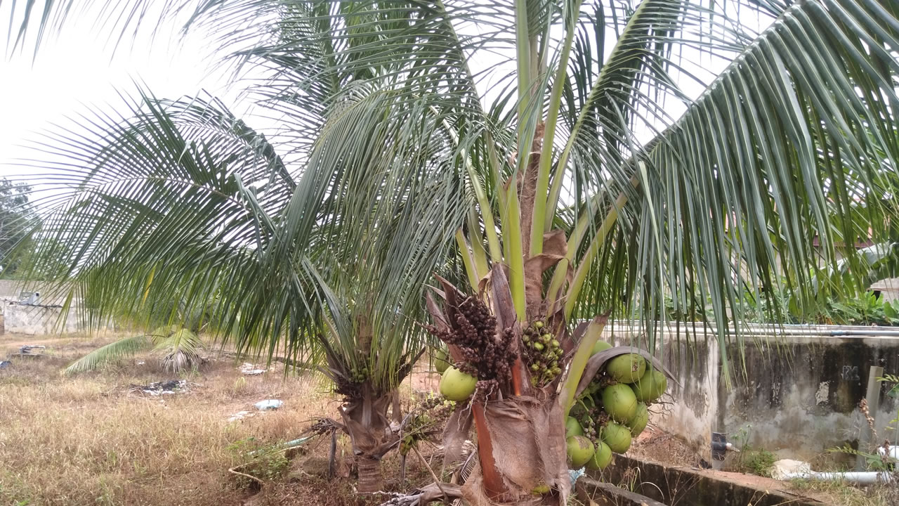 chinyere-farms-mechanized-coconut2