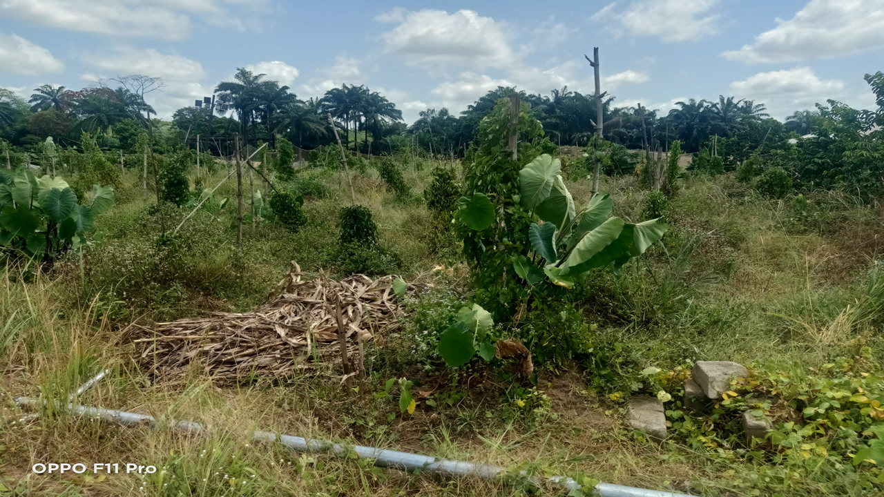 chinyere-farms-mechanized-cocoyam