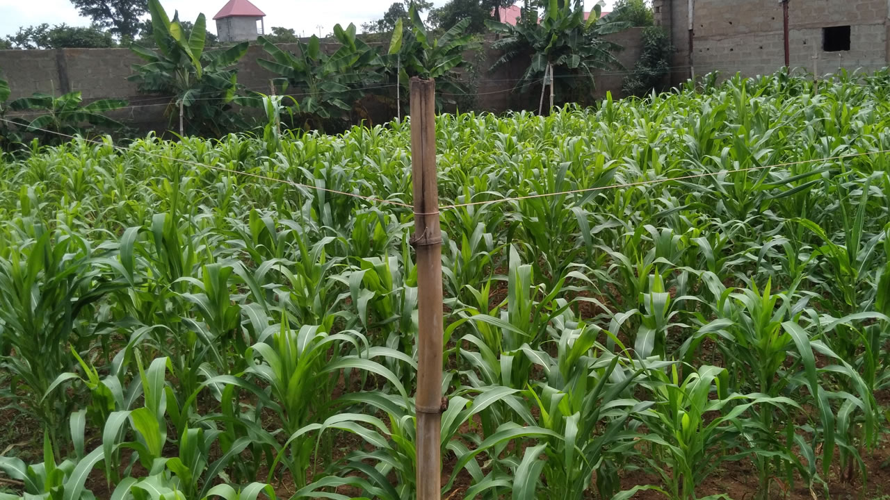 chinyere-farms-mechanized-corn