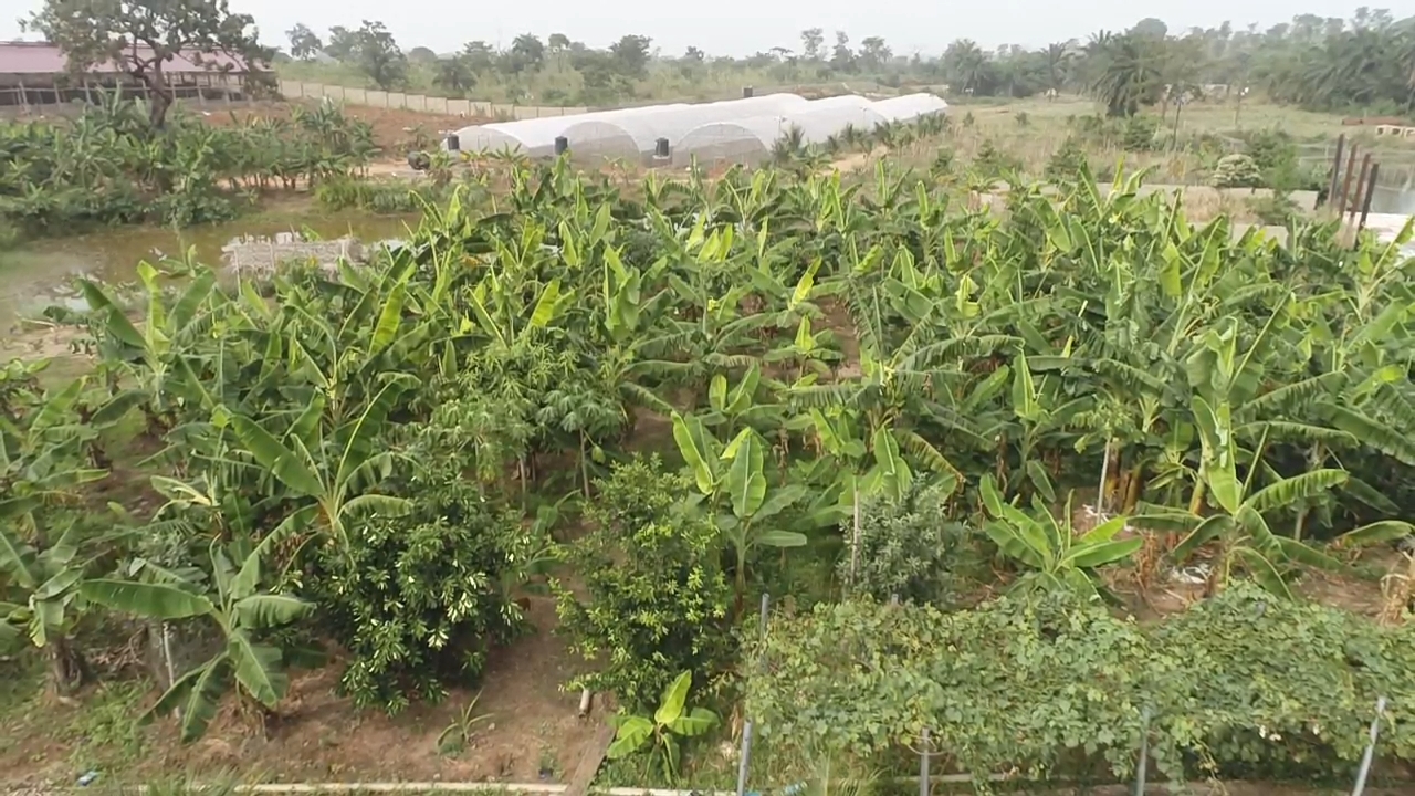 chinyere-farms-mechanized-plantain-berries