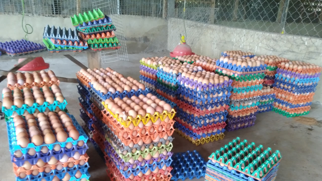 chinyere-farms-poultry-eggs