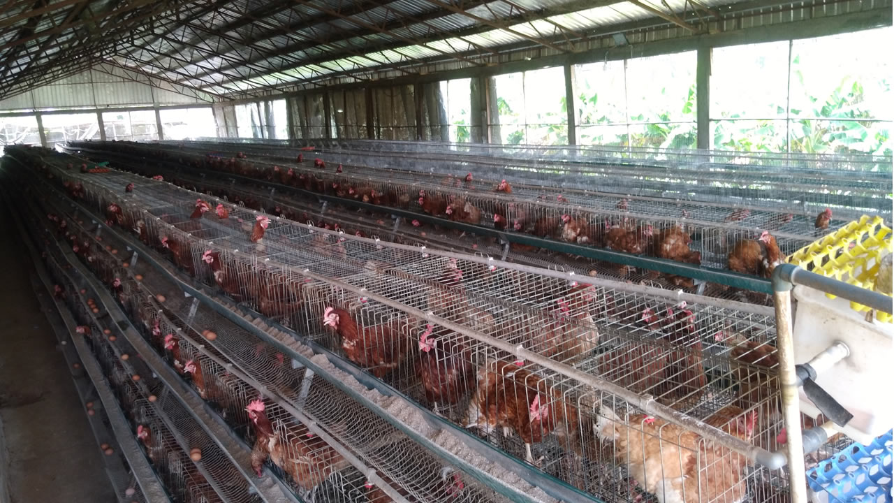 chinyere_agro_poultry1