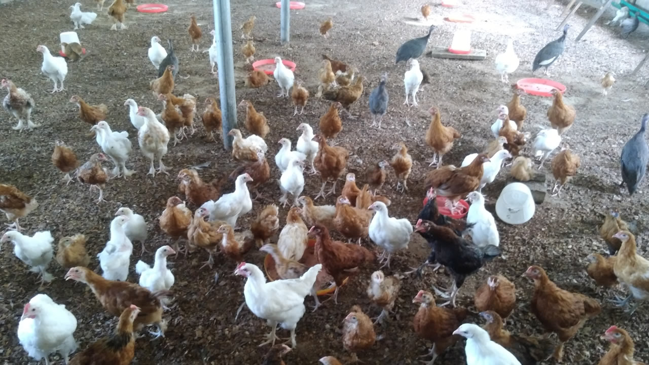 chinyere-farms-poultry-chicks