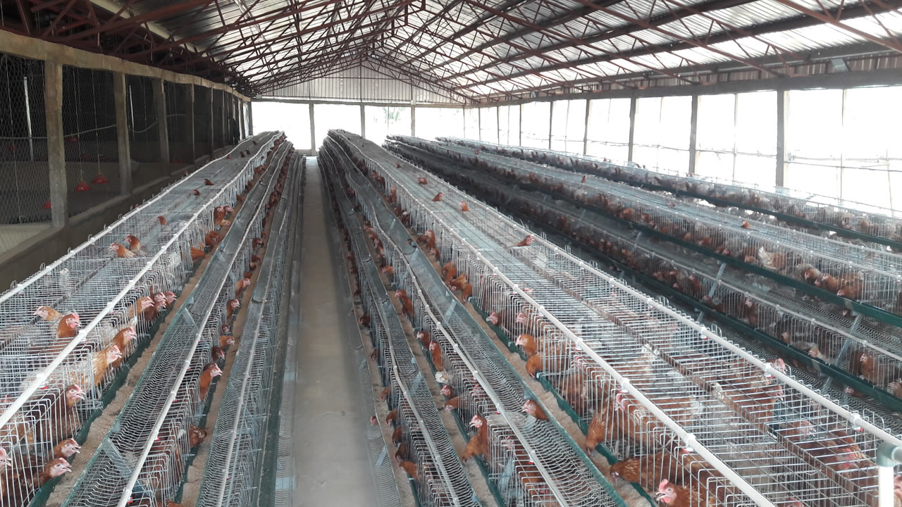 chinyere_agro_poultry