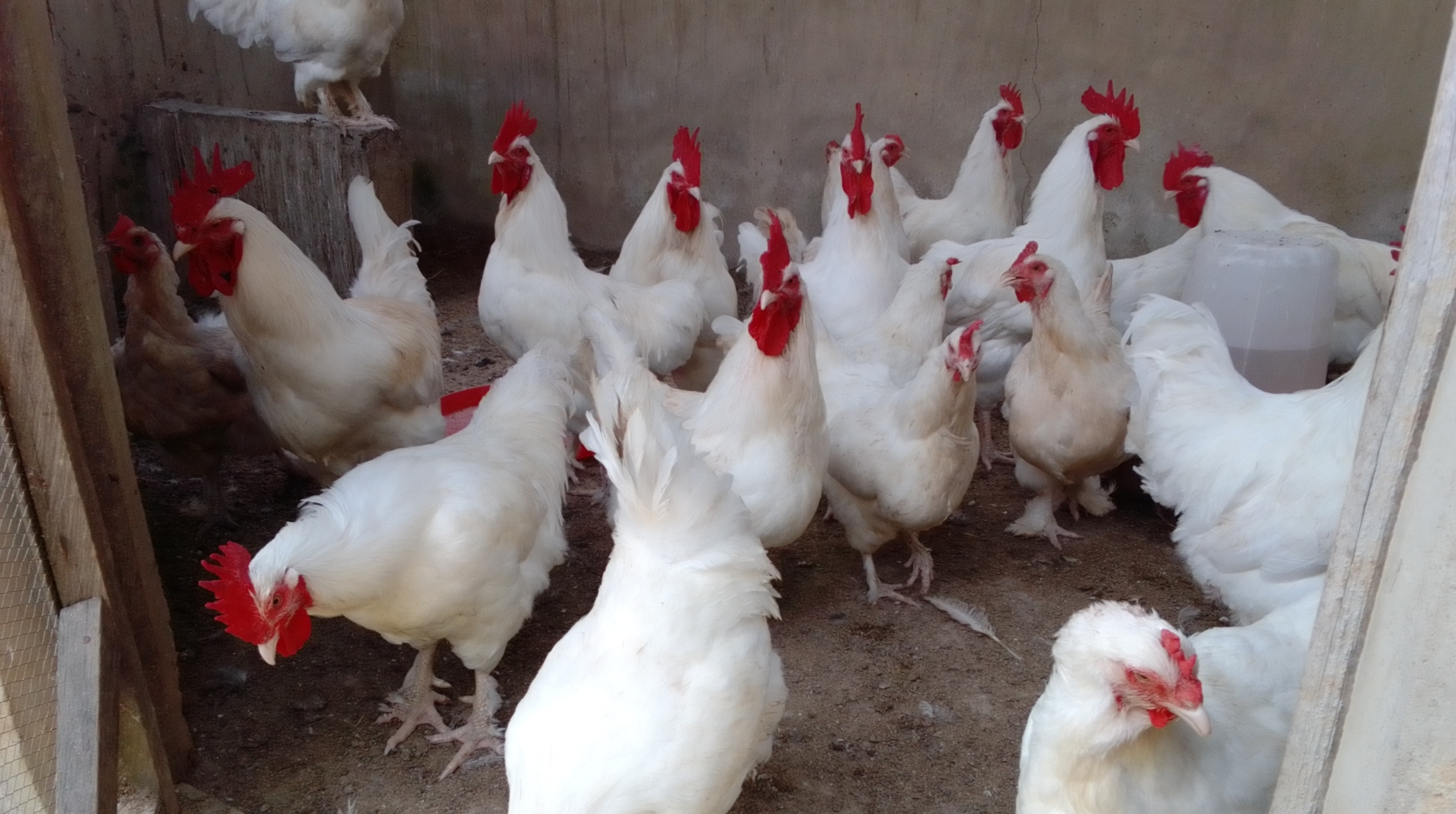 chinyere-farms-poultry-eggs