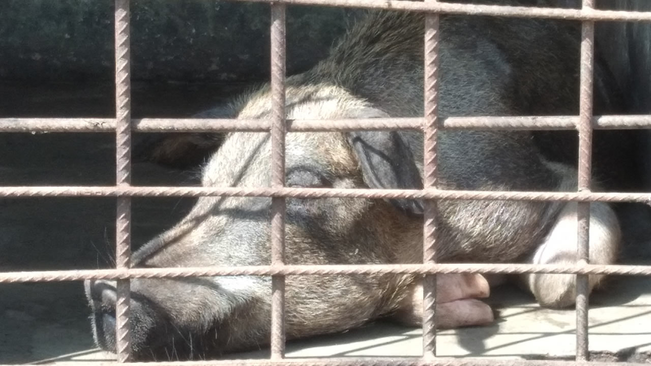 chinyere_agro_ranch1