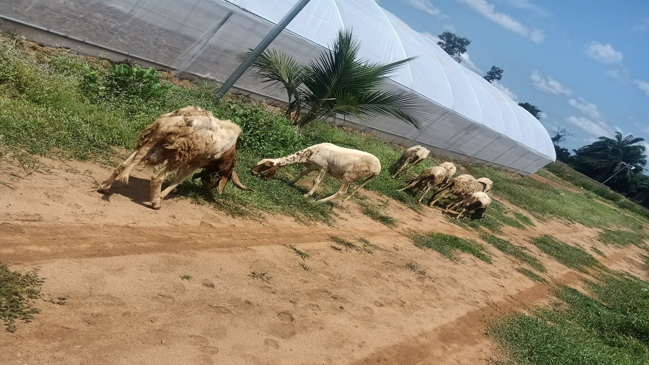 chinyere_agro_ranch1